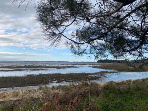 Quinconce Andernos les bains